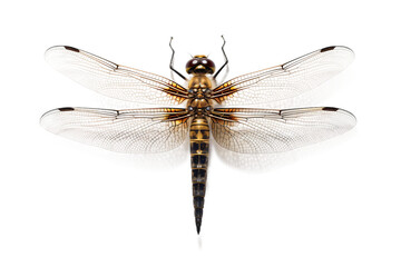 Graceful Dragonfly Pose on transparent background PNG