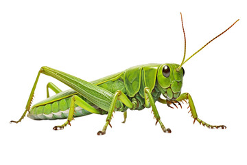Grasshopper Unveiled Elegance on transparent background PNG