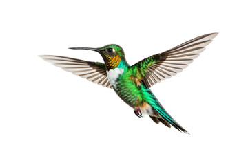 Hummingbird Elegance Unveiled on transparent background PNG
