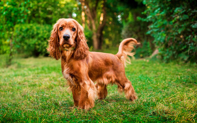A cocker spaniel dog stands on the background of a green blurred forest. The dog has long and fluffy fur. He looks intently straight into the camera. Hunter. The photo is blurred.
