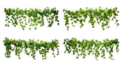 Collection of PNG. Green leaves Javanese treebine or Grape ivy. Jungle vine hanging ivy plant bush isolated on a transparent background. - obrazy, fototapety, plakaty