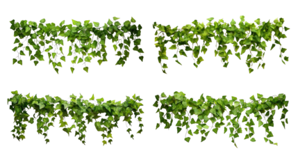 Collection of PNG. Green leaves Javanese treebine or Grape ivy. Jungle vine hanging ivy plant bush isolated on a transparent background.