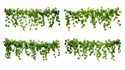 Fototapeten Collection of PNG. Green leaves Javanese treebine or Grape ivy. Jungle vine hanging ivy plant bush isolated on a transparent background. © morepiixel