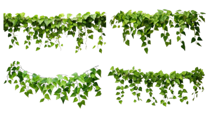 Collection of PNG. Green leaves Javanese treebine or Grape ivy. Jungle vine hanging ivy plant bush isolated on a transparent background.