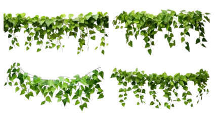 Fotobehang Collection of PNG. Green leaves Javanese treebine or Grape ivy. Jungle vine hanging ivy plant bush isolated on a transparent background. © morepiixel