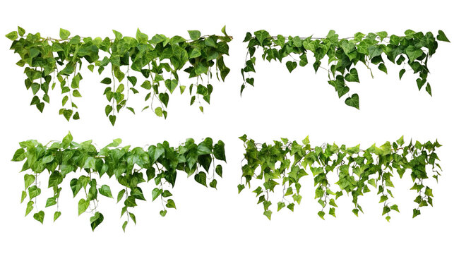 Collection of PNG. Green leaves Javanese treebine or Grape ivy. Jungle vine hanging ivy plant bush isolated on a transparent background.