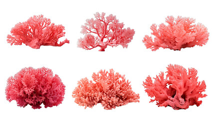 Collection of PNG. Red coral isolated on a transparent background.