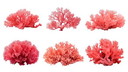 Collection of PNG. Red coral isolated on a transparent background.