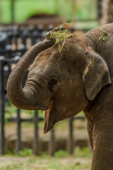 Naklejka premium elephant in the zoo