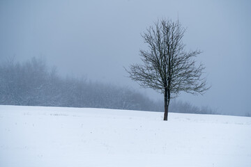 Fototapeta na wymiar trees in snow, lonely tree