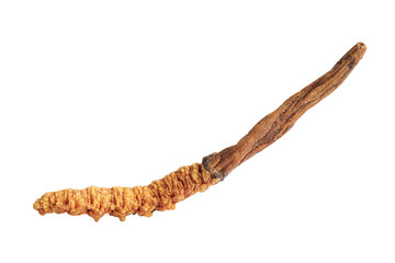 Cordyceps sinensis or Ophiocordyceps sinensis isolated on white background with clipping path,...