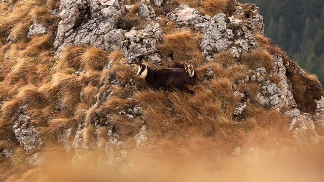 Black goat chamois (Rupicapra in Latin) 4K video. Beautiful wildlife scene with a chamois goat standing next to her cub on top a rock in the middle of the mountain. Mountain mammals. 