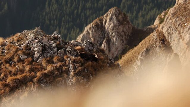 Black goat chamois (Rupicapra in Latin) 4K video. Beautiful wildlife scene with a chamois goat standing next to her cub on top a rock in the middle of the mountain. Mountain mammals. 
