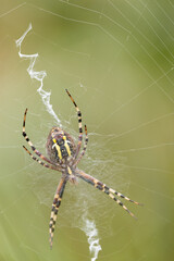 Orb web spider and prey on green blurred background