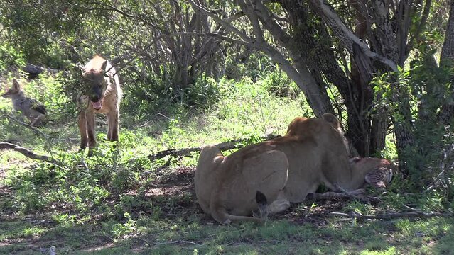 Scavengers, a hyena and jackal, wait just feet away from a lion to finish feeding on a zebra foal.
