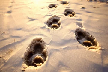  Photo of an animal's intricate footprints or tracks. Generative AI © Aditya