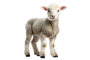 Animal Ewes Watch Over Adorable Lamb on a White or Clear Surface PNG Transparent Background - Powered by Adobe