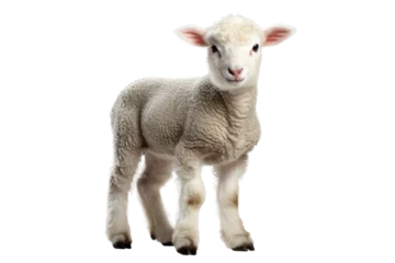 Foto op Canvas Animal Ewes Watch Over Adorable Lamb on a White or Clear Surface PNG Transparent Background © Usama