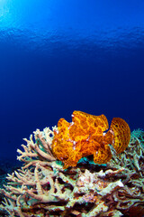 サンゴの上を歩くオオモンカエルアンコウ