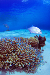 デバスズメダイを狙っているカスミアジ