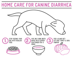 Home care for diarrhea in dogs. Useful infographic with line icons.