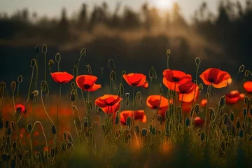 Gordijnen poppy field in the morning © HUSNA