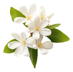 A jasmine flower isolated.