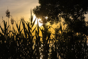 Green Cortaderia Selloana Pumila feather pampas grass next to the lake on the orange sunset sky...