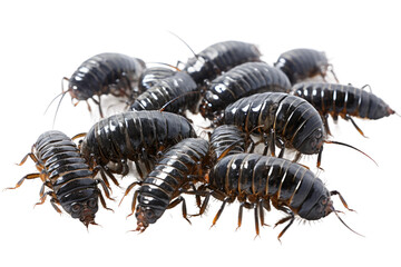 Animal Collective Crawling Grouped Centipedes Unity on a White or Clear Surface PNG Transparent Background