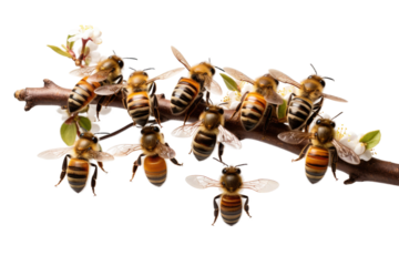 Animal Pollen Gathering Bees on Tree on a White or Clear Surface PNG Transparent Background