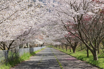cherry blossoms