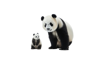 Obraz premium Animal Paternal Pandas Sons Playful Adventures on a White or Clear Surface PNG Transparent Background