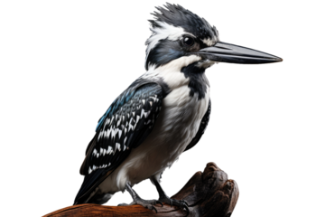 Animal Aerial Predator and Aquatic Comrade on a White or Clear Surface PNG Transparent Background