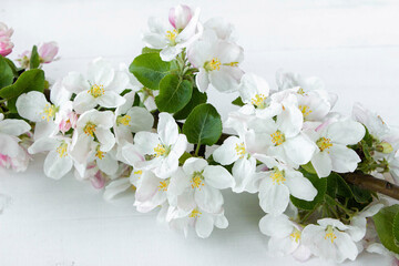 A beautiful sprig of an apple tree with white flowers against a white wooden background. Blossoming branch. Spring still life. Place for text. Concept of spring or mom day