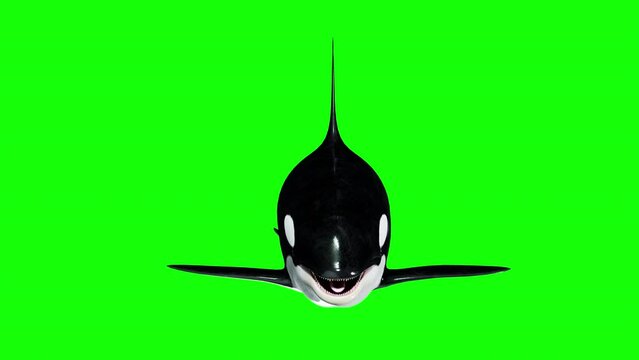 orca swimming on green background. front view of a swimming orca. 3d animation of an orca
