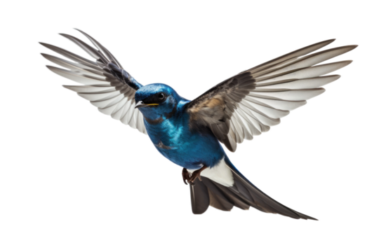Animal Aerial Ballet Swallows Graceful Flight on a White or Clear Surface PNG Transparent Background