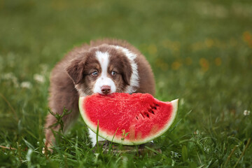 One beautiful, small, fluffy Australian Shepherd puppy eats a red watermelon in the summer on a lawn, clearing. Content for a website, article, pet products.