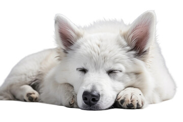 Animal Serene Slumber White Shepherd Mix Rests on a White or Clear Surface PNG Transparent Background