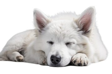 Animal Serene Slumber White Shepherd Mix Rests on a White or Clear Surface PNG Transparent Background