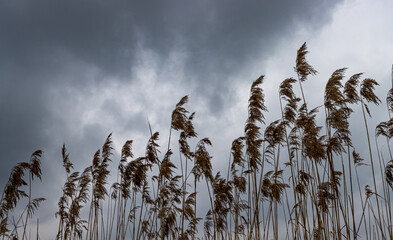 Dark storm clouds over feather reed grass