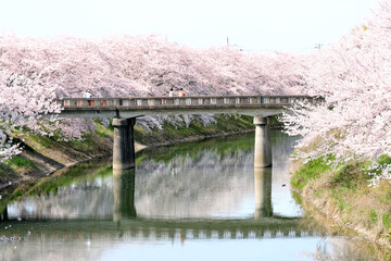 cherry blossoms