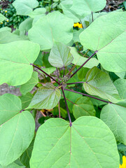East Asian mallotus