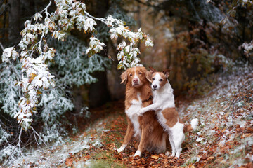  Two dogs in a snowy forest, sharing a tender moment. A Nova Scotia Duck Tolling Retriever and a...
