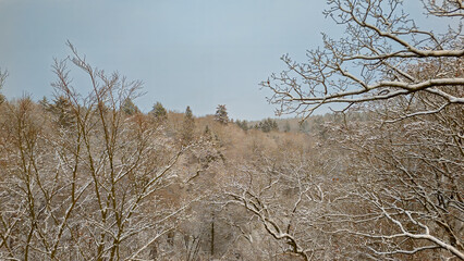 Laubwald Baumkrone im Schnee , Sachsenwald