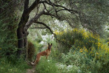 A vigilant Belgian Malinois dog stands guard in a lush forest, encapsulating the essence of adventure and exploration