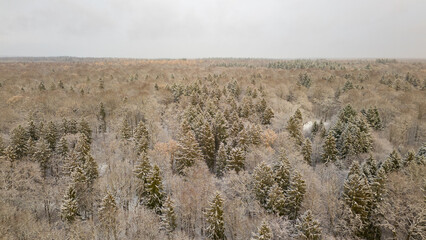 Winterwonderland aerial forest in snow , Sachsenwald, germany 