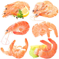 Set of shrimp isolated