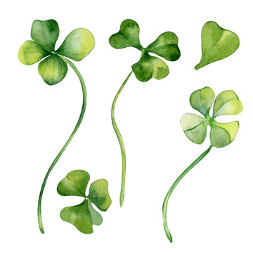 Watercolor set shamrock illustration isolated on white background. Green clover hand drawn. Painted lucky symbol four leaves. Design element for celebration St.Patricks day banner, postcard