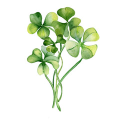 Shamrock and clover bunch watercolor illustration isolated on white background. Hand painted green four leaves. Hand drawn Irish lucky symbol. Design element for St.Patricks day postcard, banner - obrazy, fototapety, plakaty