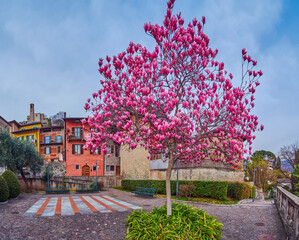 Flowering magnolia liliiflora, Castagnola, Lugano, Switzerland